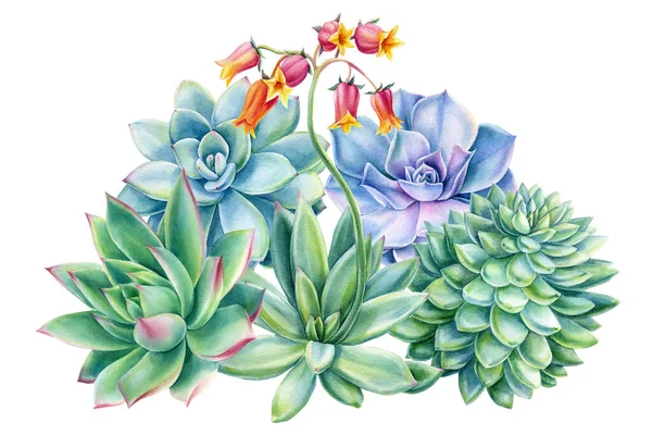 Složení sukulentů, echeveria na bílém pozadí, akvarel botanické ilustrace, přání — Stock fotografie
