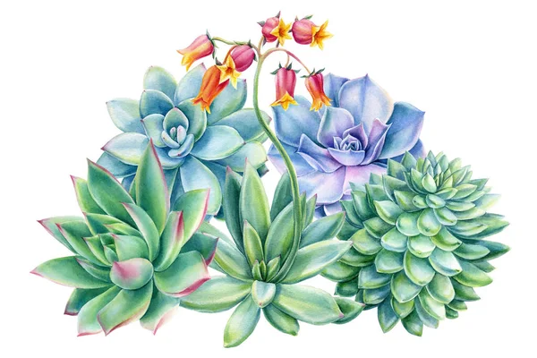 Složení sukulentů, echeveria na bílém pozadí, akvarel botanické ilustrace, přání — Stock fotografie