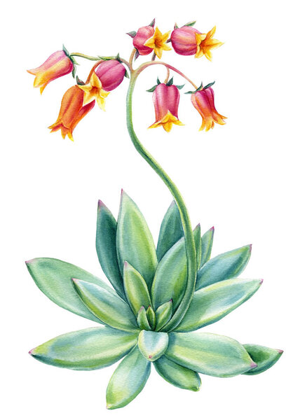 Succulent flowers on white background, watercolor botanical illustration, beautiful echeveria