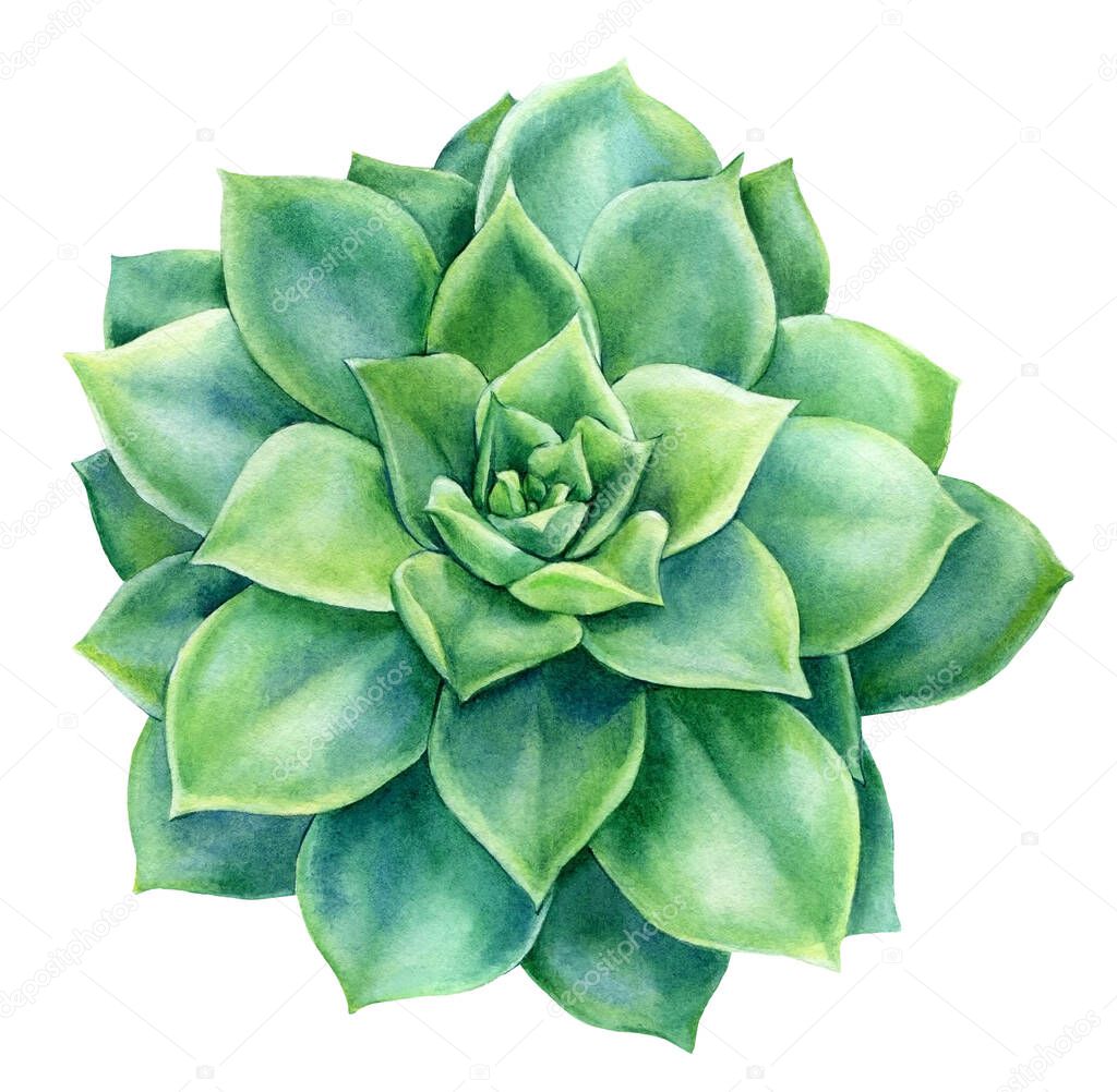 Succulents on white background, watercolor botanical illustration, echeveria