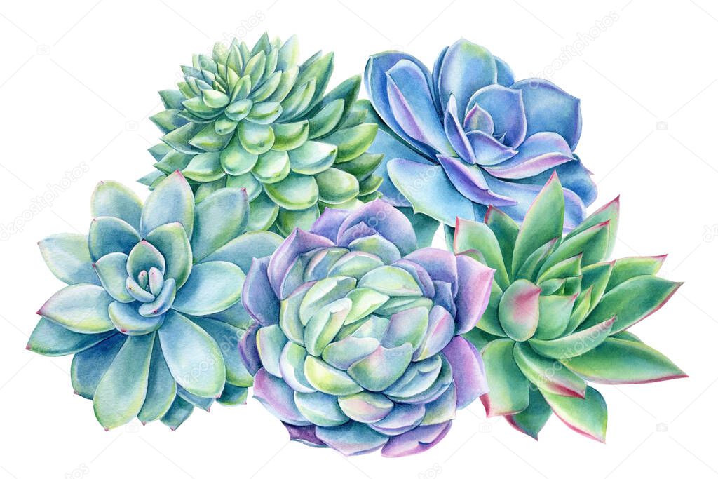 Composition of succulents, echeveria on white background, watercolor botanical illustration, greeting card