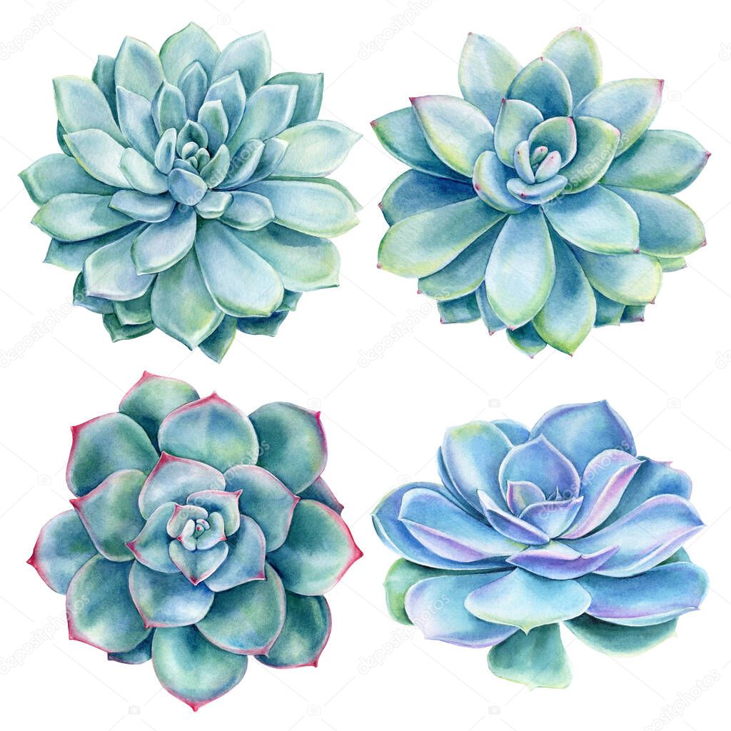 Set of Succulents on white background, watercolor botanical illustration, blue echeveria