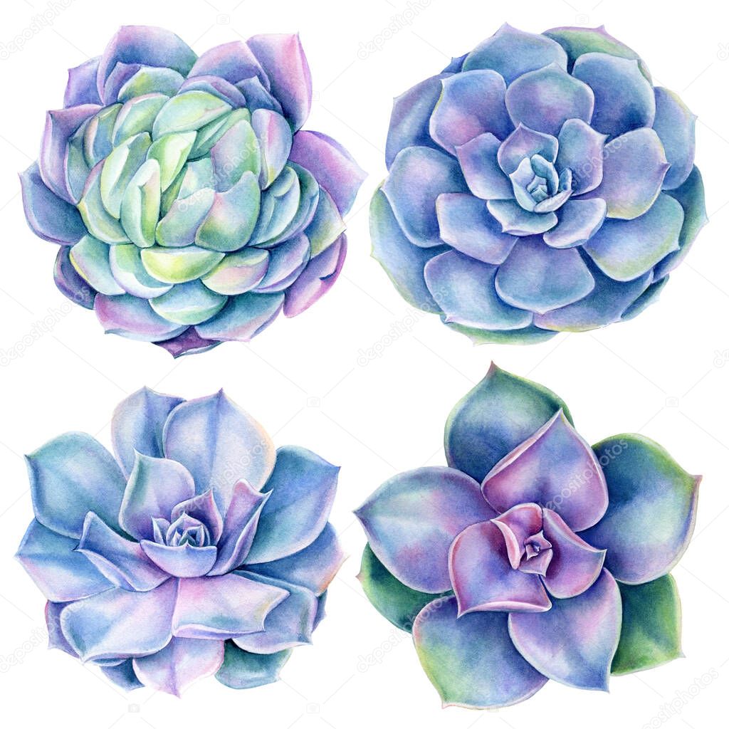 Set of Succulents on white background, watercolor botanical illustration, blue echeveria