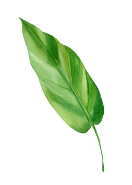 Tropik yeşil yaprak, suluboya flora element 