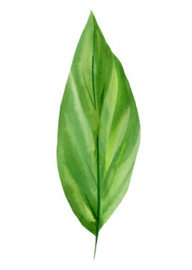 Tropik yeşil yaprak, suluboya flora element 