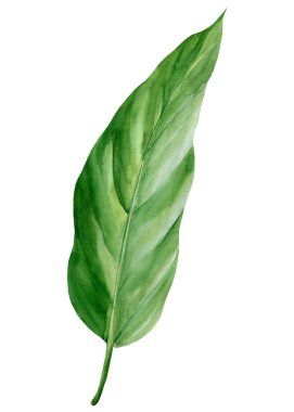 Suluboya yeşil yaprak, botanik resim