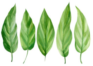 Tropikal bitkiler, el yapımı suluboya bitkiler, yeşil yapraklar.