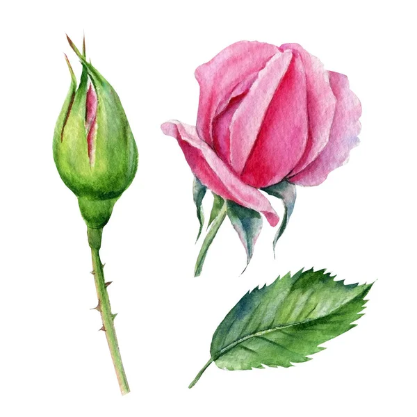 Bud aumentou no fundo branco, aquarela ilustração botânica — Fotografia de Stock