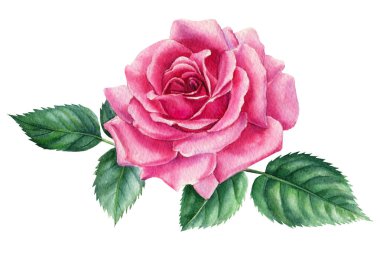 Beyaz arka planda gül, suluboya botanik çizim