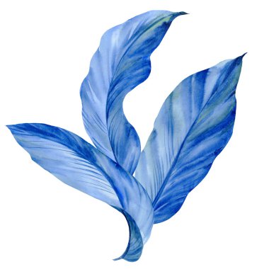 Beyaz arkaplanda mavi yapraklar, suluboya illüstrasyon, tropik palmiye yaprakları, soyut resim