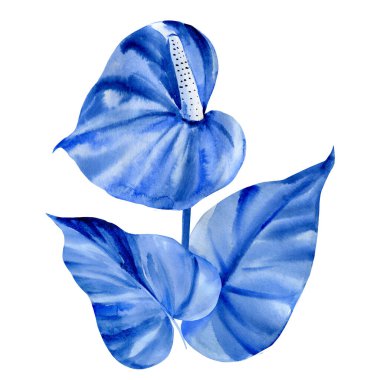 Mavi tropikal çiçekler, beyaz zemin üzerinde anthuryum, suluboya resimleme, soyut resim