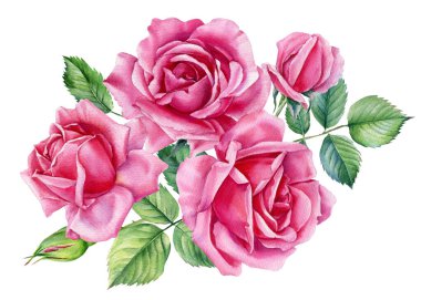 Beyaz arka planda bir buket gül, suluboya botanik çizimler