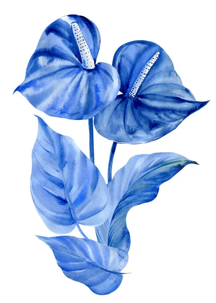 Сині тропічні квіти, антуріум на білому тлі, акварельна ілюстрація, абстрактний живопис — стокове фото