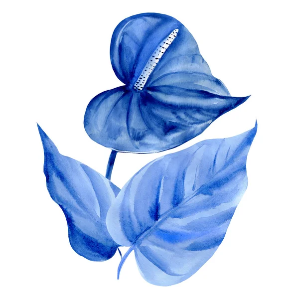 Blue tropical flowers, anthurium on white background, watercolor illustration, abstract painting — Stock Photo, Image