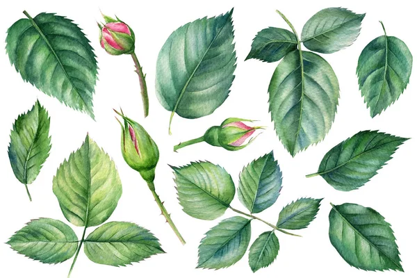 Conjunto de folhas de rosas e botões no fundo branco, ilustração aquarela, design da flora — Fotografia de Stock