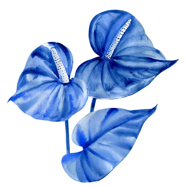 푸른 열대 꽃들, 하얀 배경 위의앙 투 륨, 수채화, 추상화 된 그림 — 스톡 사진