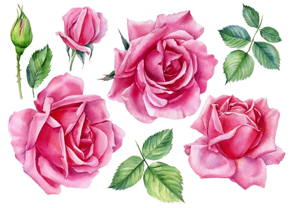 Conjunto de rosas sobre fundo branco, aquarela ilustração botânica — Fotografia de Stock