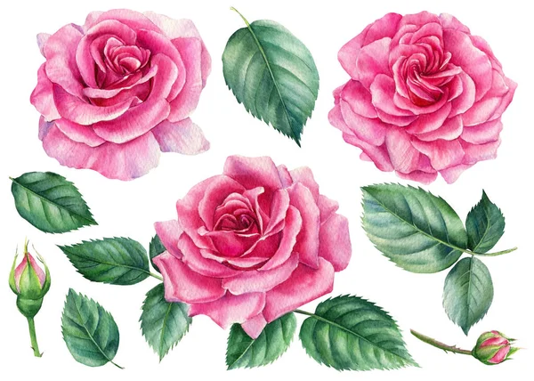 Rosas cor-de-rosa sobre fundo branco, aquarela ilustração botânica — Fotografia de Stock