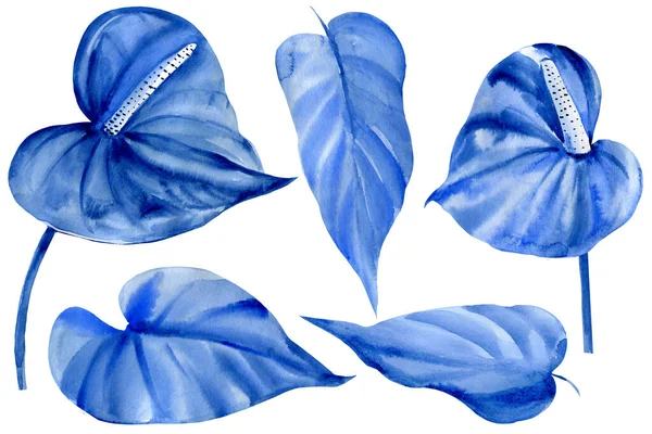 Набір синіх листя на білому тлі, акварельна ілюстрація, тропічні квіти, антуріум — стокове фото