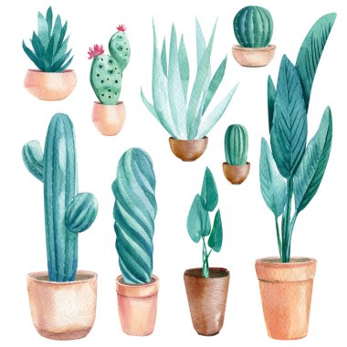 Kaktüs, sulu bitkiler ve izole edilmiş beyaz arka plan, suluboya illüstrasyon