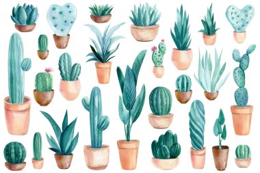 Suluboya Kaktüsü, sulu bitkiler ve ıssız beyaz arka planda tropikal bitkiler