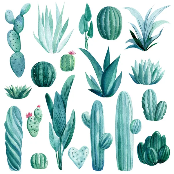 Cacti, piante grasse e piante domestiche su fondo bianco isolato, illustrazione ad acquerello — Foto Stock