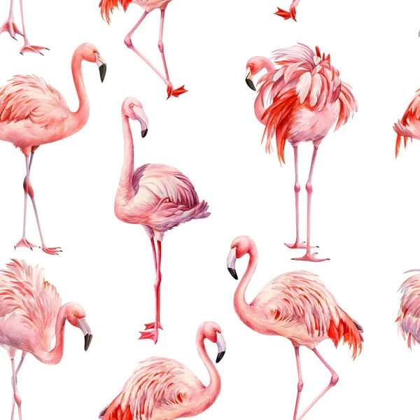 Pink flamingo isolated background, watercolor illustration, seamless pattern — Stock Photo, Image