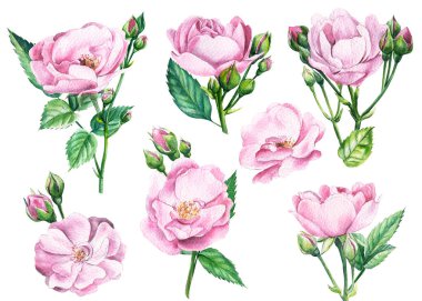 Çiçek açan açık pembe güller, beyaz izole arka planda tomurcuklar ve yapraklar, suluboya resimleme. Düğün çiçeği tasarımı