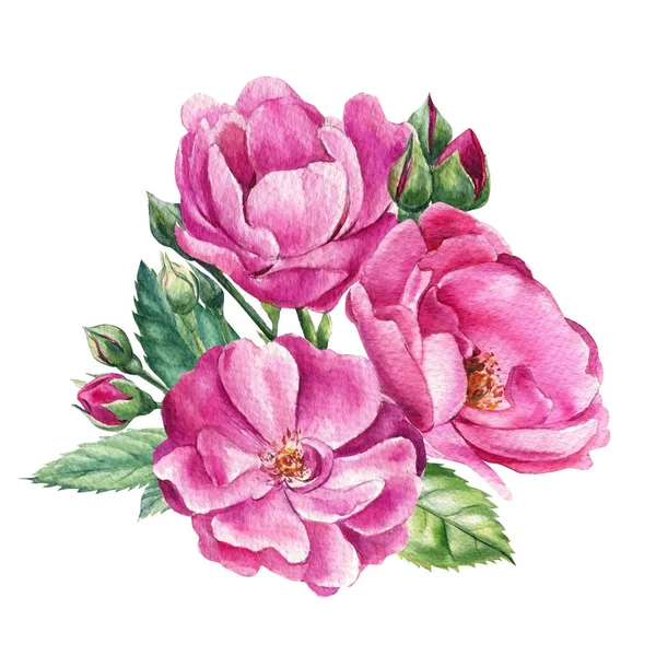 Rosa Rosen auf weißem, isoliertem Hintergrund, Aquarell botanische Illustration, Arrangements für Grußkarte — Stockfoto