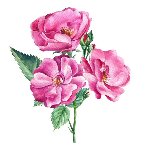 Ροζ τριαντάφυλλα σε λευκό απομονωμένο φόντο, ακουαρέλα βοτανική απεικόνιση — Φωτογραφία Αρχείου