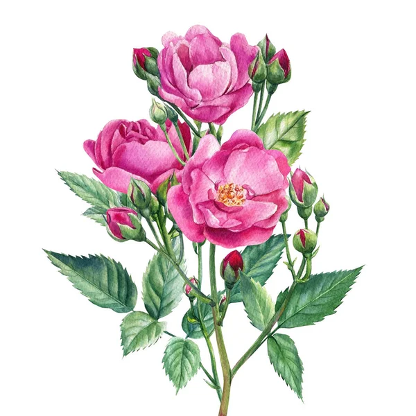 Rosas cor-de-rosa sobre fundo isolado branco, ilustração botânica aquarela — Fotografia de Stock