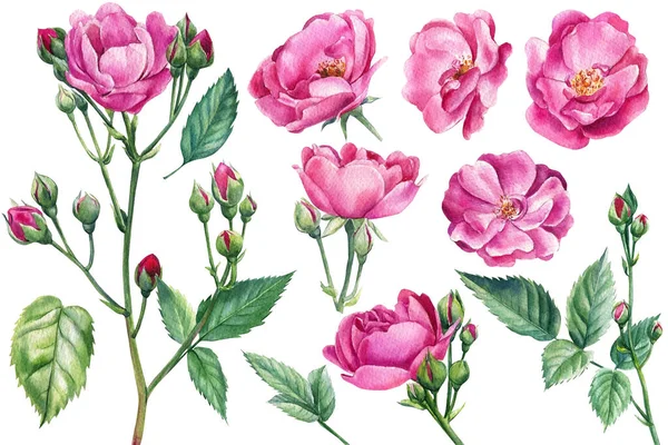 Różowe róże na białym odizolowanym tle, akwarela botaniczna ilustracja — Zdjęcie stockowe