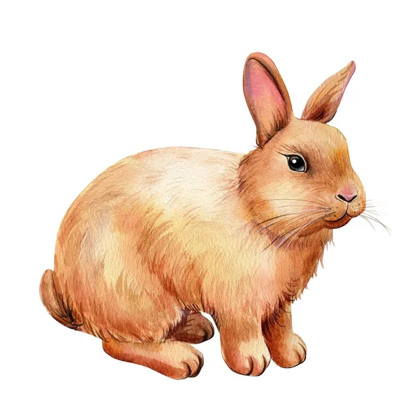 Conejo sobre fondo blanco aislado, acuarela ilustración, conejo de primavera —  Fotos de Stock