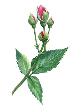 Beyaz izole arkaplanda gül tomurcuğu, suluboya