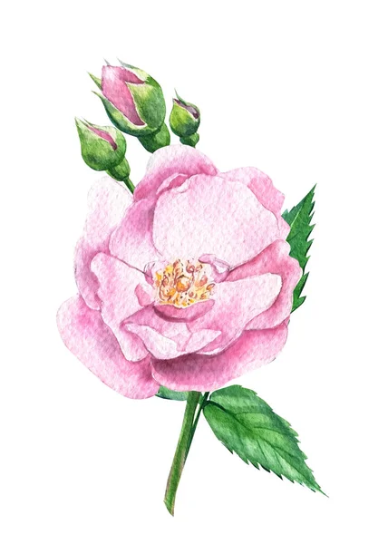 Licht roze rozen op witte geïsoleerde achtergrond, aquarel illustratie, wenskaart — Stockfoto