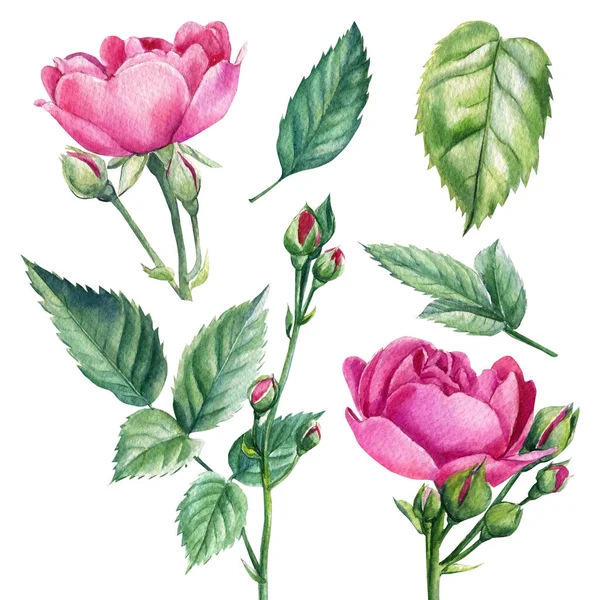 분홍빛 장미, 꽃봉오리, 흰 외진 배경에 있는 잎사귀들, 물 색깔의 식물학적 삽화 — 스톡 사진
