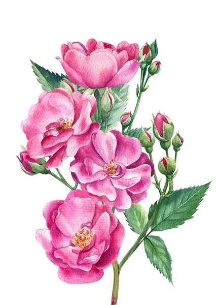 Blumenzweig, rosa Rosen auf weißem, isoliertem Hintergrund, Aquarell botanische Illustration — Stockfoto