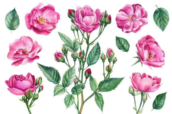 Set di rose rosa, boccioli, foglie su sfondo bianco isolato, acquerello illustrazione botanica — Foto Stock