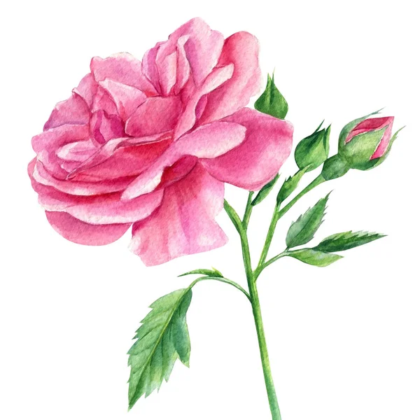 하얀 배경에 있는 분홍빛 장미, 나뭇잎과 꽃봉오리, 물색의 식물화 — 스톡 사진