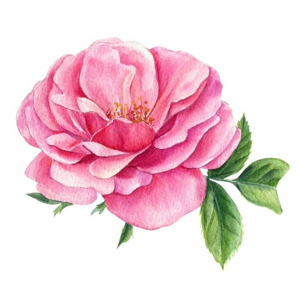 Ροζ τριαντάφυλλο λουλούδι και φύλλα σε λευκό φόντο, ακουαρέλα βοτανική ζωγραφική — Φωτογραφία Αρχείου