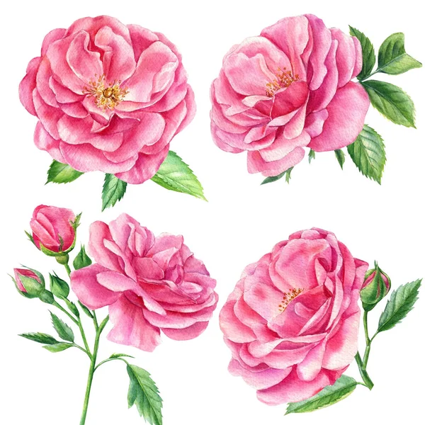 Rosa rosas, folhas e botões sobre um fundo branco, aquarela pintura botânica — Fotografia de Stock