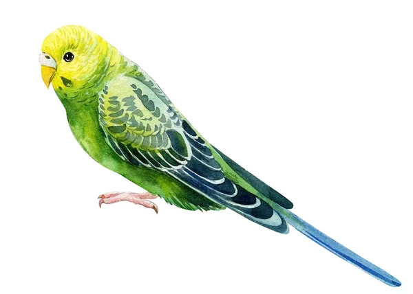 Tropische vogel, groene budgies op een witte achtergrond, aquarelpapegaai, botanische schilderkunst — Stockfoto