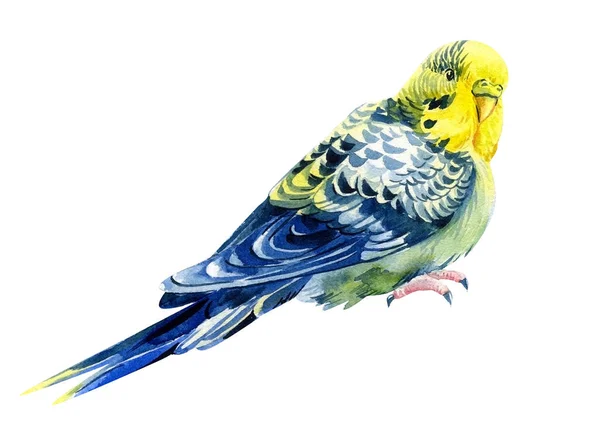 Akvarell trópusi madár, fehér hátterű papagáj, botanikus festmény. Aranyos kisállat — Stock Fotó