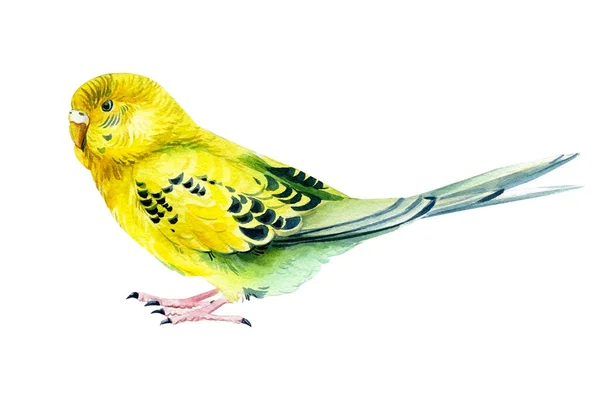 Suluboya tropikal kuş, beyaz arka planda muhabbet kuşu, botanik resim. Sevimli hayvan. — Stok fotoğraf