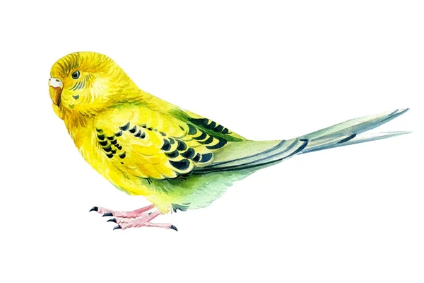 Aquarell tropischer Vogel, Wellensittich auf weißem Hintergrund, botanische Malerei. Nettes Haustier — Stockfoto