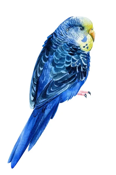 Aquarell tropischer Vogel, Wellensittich auf weißem Hintergrund, botanische Malerei. Nettes Haustier — Stockfoto