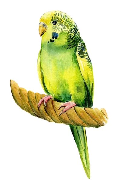 Budgie på en vit bakgrund, akvarell papegoja botanisk målning — Stockfoto
