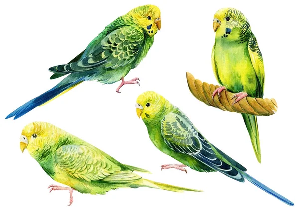 Conjunto de aves tropicales, periquitos sobre fondo blanco, acuarela pintura botánica — Foto de Stock