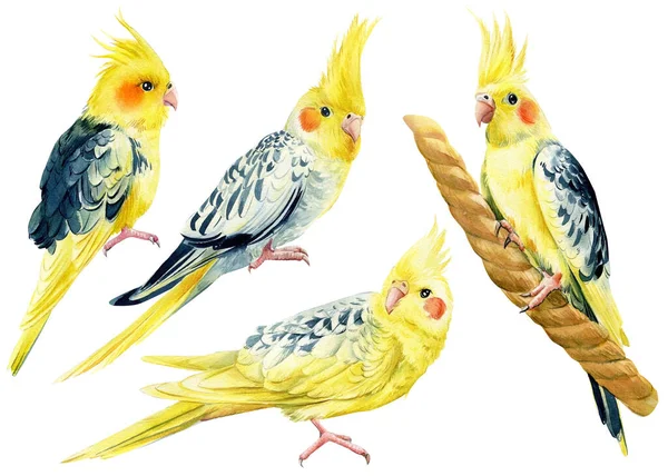 Papugi akwarelowe na izolowanym tle, papuga kokosowa, rysunek dłoni — Zdjęcie stockowe