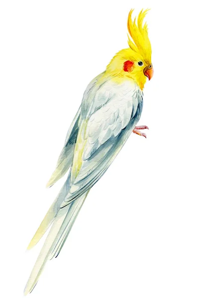 Papoušek akvarel na izolovaném pozadí, papoušek kohout, ruční kresba, tropičtí ptáci — Stock fotografie